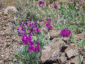 Showy Locoweed Flower Seeds | Oxytropis lambertii Pink to Purple Blooms for Rock Gardens & Prairie Planting