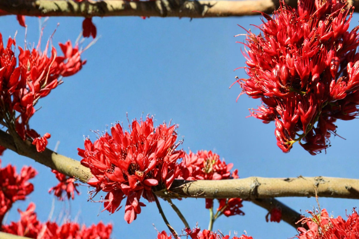 10 Seeds Drunken Parrot Tree Schotia brachypetala