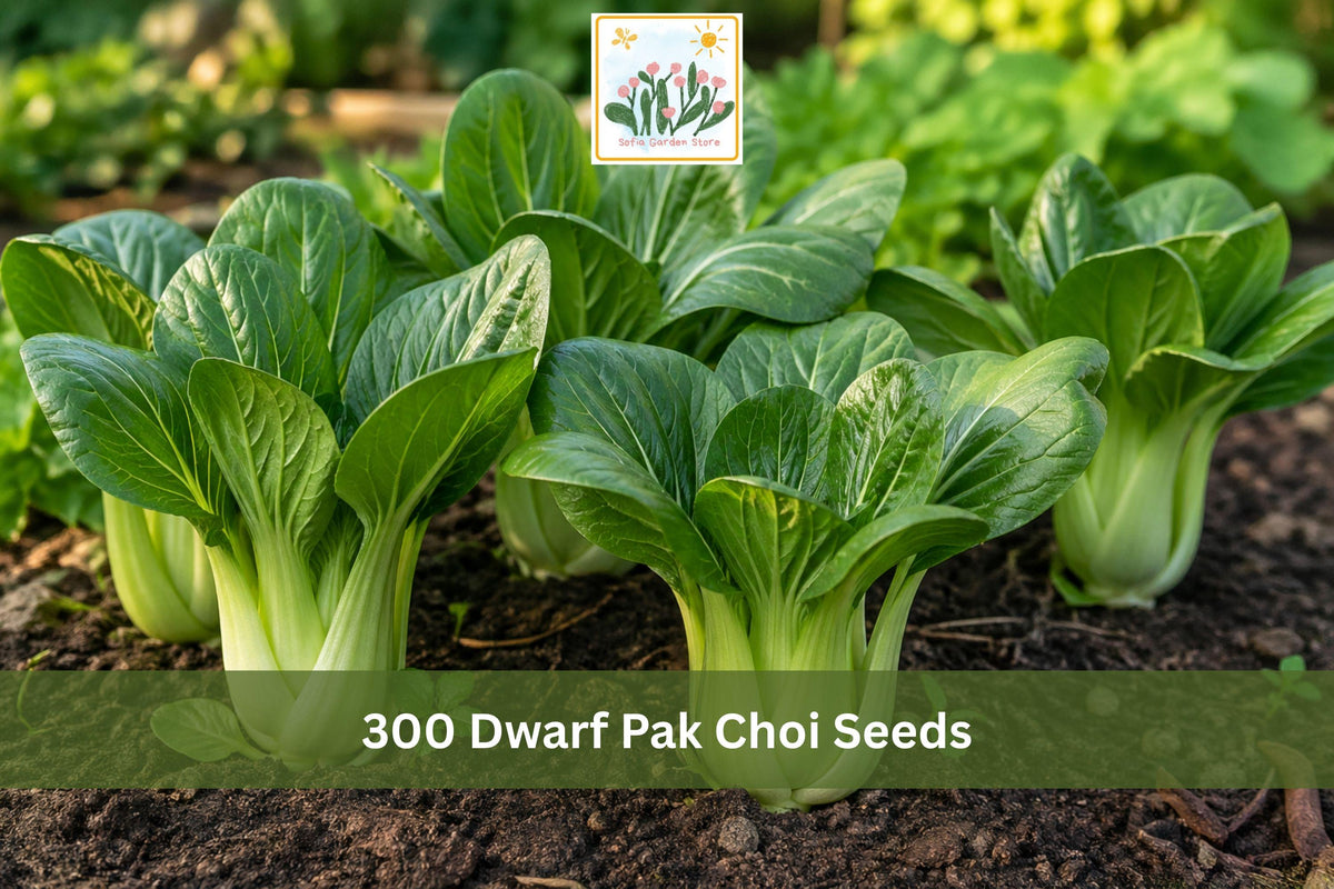 300 Dwarf Pak Choi Seeds Baby Bok Choy Brassica Rapa Chinensis Mild Flavor Cool Season Vegetable for Container Garden and Raised Beds