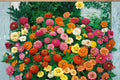 100 Seeds Strawberry Parfait Zinnia Zinnia elegans Flower Seeds