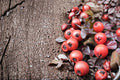 Creeping Cotoneaster Seeds 50 Count - Low-Growing Ground Cover Shrub - Cotoneaster adpressus - Perennial Landscape Plant