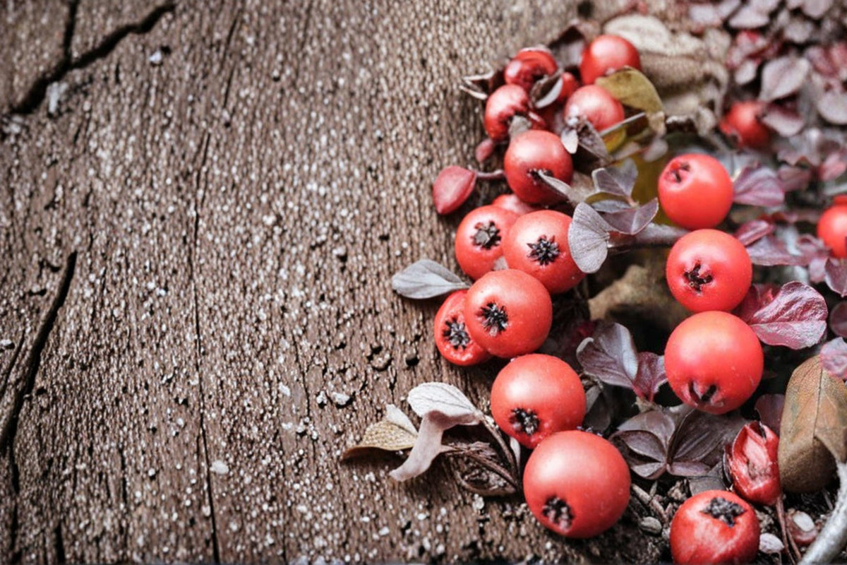 50 Seeds Creeping Cotoneaster Cotoneaster adpressus Low Growing Groundcover Shrub