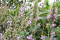 50 Seeds Patchouli Pogostemon cablin Fragrant Herb