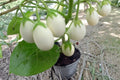 100 Seeds White Eggplant Solanum melongena Heirloom Vegetable Garden