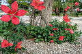 50 Seeds Texas Star Hibiscus Hibiscus coccineus Scarlet Rose Mallow Hardy Perennial