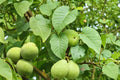 5 Seeds Carpathian Walnut Juglans regia Hardy Nut Tree
