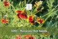 500+ Mexican Hat Wildflower Seeds | Ratibida columnifera Native Perennial for Pollinator Gardens & Xeriscape