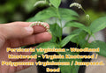 Persicaria virginiana Seeds – Woodland Knotweed, Virginia Native Wildflower, Perennial, Shade Garden, Pollinator Attractant