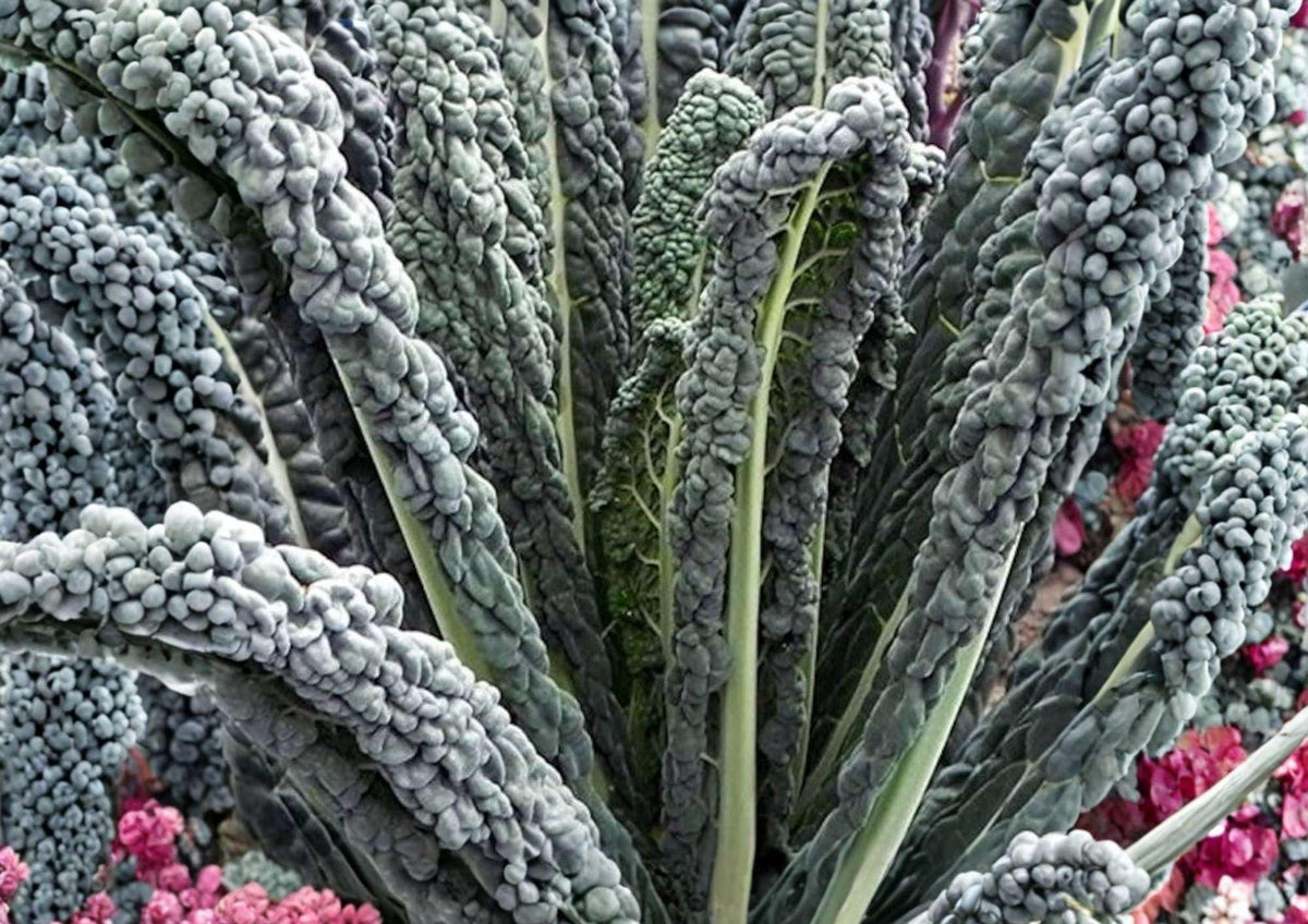 Black Magic Kale Seeds – Heirloom Dark Green Lacinato Tuscan Kale, Cold Hardy Vegetables for Garden Planting