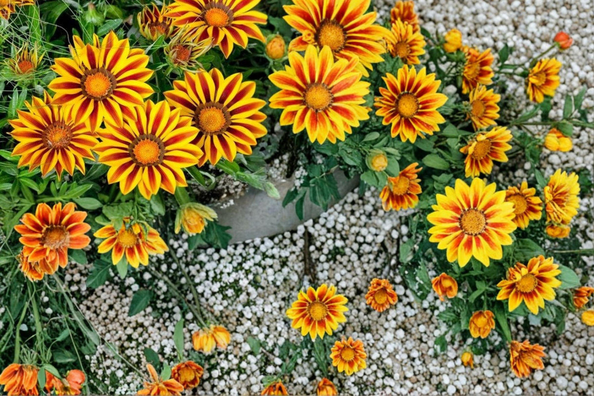 500 Seeds Gazania Flame Kiss Gazania rigens Red Yellow Bright Blooms
