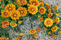 Gazania Flame Kiss Seeds – Red and Yellow Daisy Flowers for Sunny Gardens, Borders, Containers – Gazania rigens Plant