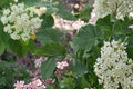 Arrowwood Viburnum Seeds – Viburnum dentatum Shrub for Hedgerows and Borders, Hardy Deciduous Plant
