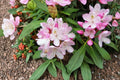 Live Rosebay Rhododendron Plant – Evergreen Shrub, White to Pink Blooms, Rhododendron maximum, Shade Garden Plant