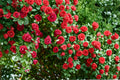 Red Climbing Rose Live Plant Bare Root – Rosa spp. | Vibrant Red Double Flowers | Vertical Garden, Fence, Trellis