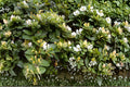 White Honeysuckle Live Plant – Bare Root Climbing Vine with White Flowers – Lonicera spp. Perennial Garden Plant