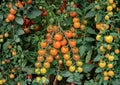 Orange Cherry Tomato Seeds - Heirloom, Small, Bright Orange, High Yield, Garden Planting, Vegetable Seeds