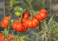 German Johnson Tomato Seeds – Heirloom Organic Non-GMO Large Beefsteak Pink Red Fruits for Garden Planting