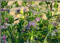 Lemon Mint Seeds, Organic Heirloom Non-GMO Herb Seeds for Garden, Lemon Bee Balm (Monarda citriodora) Pollinator-Friendly, Culinary & Medicinal