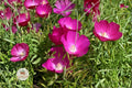Bush’s Poppy Mallow Seeds – Native Perennial Wildflower, Magenta-Purple Blooms, Pollinator Plant, Drought Tolerant, Callirhoe bushii