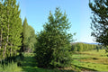 English Holly Seeds, Ilex aquifolium, Evergreen Shrub, Bright Red Berries, Ornamental Landscape, Bird-Friendly Plant