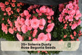 Solenia Dusty Rose Begonia Seeds – Compact Ornamental Flowering Plant for Containers & Shade Gardens, Begonia spp.