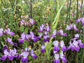 Chinese Houses Flower Seeds | Collinsia Heterophylla | Pink, Purple & White Wildflower | Annual Garden Plant