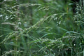 Rough Bluegrass Seeds (Poa trivialis) – Cool-Season Grass for Lawns, Shade, Moist Areas, Ground Cover, Erosion Control, 100 Seeds