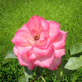 Nichole Rose Floribunda Shrub Plant – White Pink Blooms – Rosa spp. – 1 Gallon Live Plant for Garden Beds & Landscape