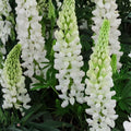 Russell White Lupine Seeds – Perennial Flowering Plant with White Blooms – Lupinus polyphyllus, Garden Borders & Naturalized Landscapes