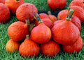 Heirloom Organic Pumpkin Seeds for Gardening – Sugar Pie Variety, Non-GMO, Sweet Flesh, Small Baking Pumpkin Seeds, 20+ Pack