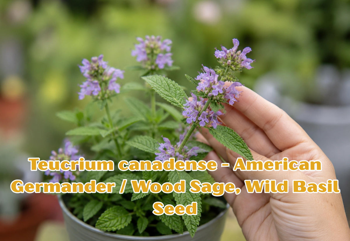 Teucrium canadense Seeds – American Germander, Wood Sage, Wild Basil – Perennial Herb for Pollinator Gardens & Native Landscaping