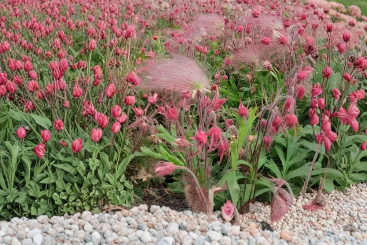 10 Seeds Prairie Smoke Geum triflorum Perennial