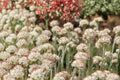 100 Seeds Prairie Pussytoes Antennaria neglecta Wildflower Groundcover
