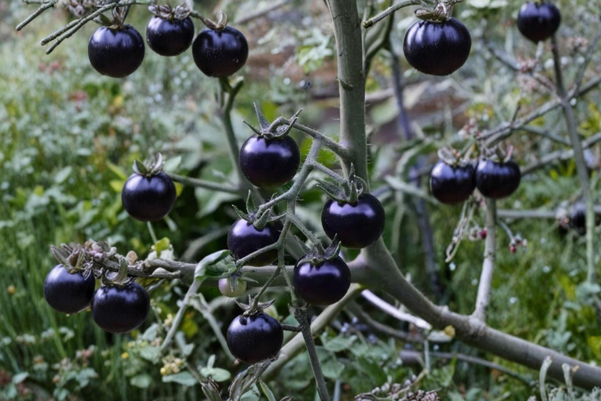 50 Seeds Black Tomato Solanum lycopersicum Dark Fruit Heirloom
