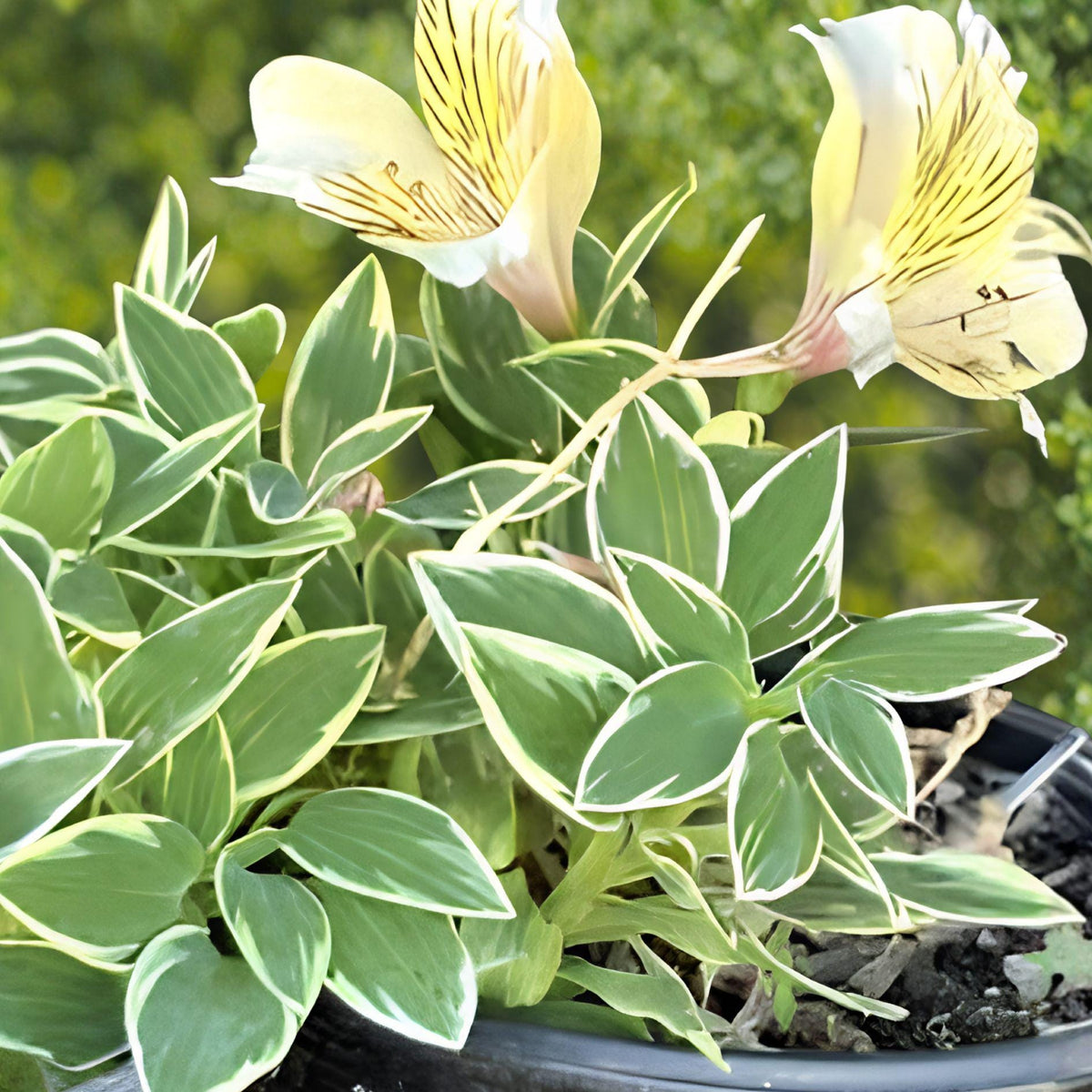 Yellow Variegated Peruvian Lily Root Bulb | Alstroemeria aurea | Hardy Perennial Flowering Plant