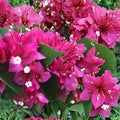 Fuchsia Pink Bougainvillea Cuttings | Tropical Flowering Vine | Bougainvillea spectabilis | 7 Unrooted Live Cuttings