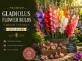 Gladiolus Mixed Colors Bulbs – Tall Flowering Garden Plants for Borders & Cut Flowers – Gladiolus hortulanus