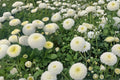 English Daisy Seeds – 175 White Bellis perennis Perennial Flower for Borders, Containers & Gardens
