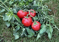60+ Ace 55 Heirloom Non-GMO Tomato Seeds – Low Acid Red Medium-Sized Vegetable Seeds for Garden Planting