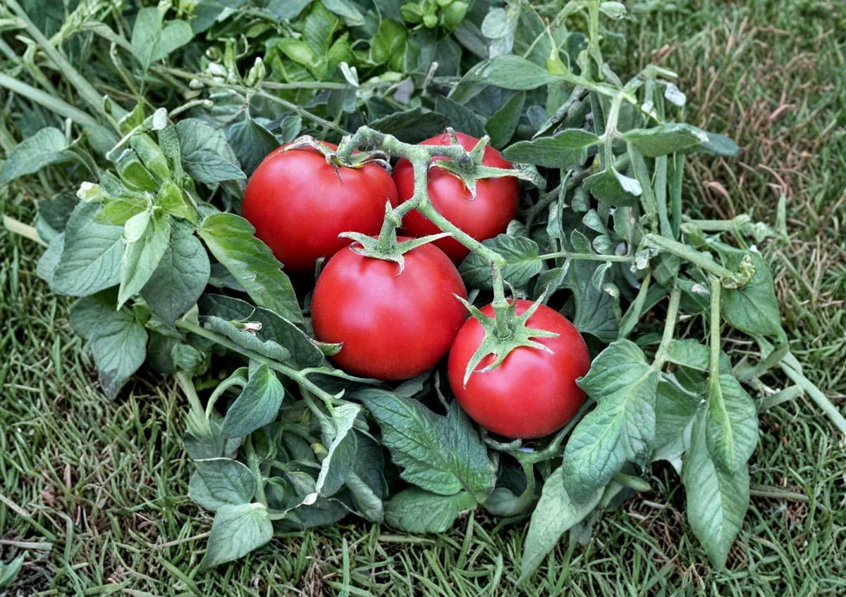60+ Ace 55 Heirloom Non-GMO Tomato Seeds – Low Acid Red Medium-Sized Vegetable Seeds for Garden Planting