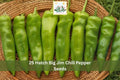 25 Seeds Big Jim Chili Pepper Hot Green Chile Heirloom Vegetable Garden