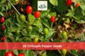 25 Chiltepin Pepper Seeds Hot Small Red Chili Heirloom Garden Planting