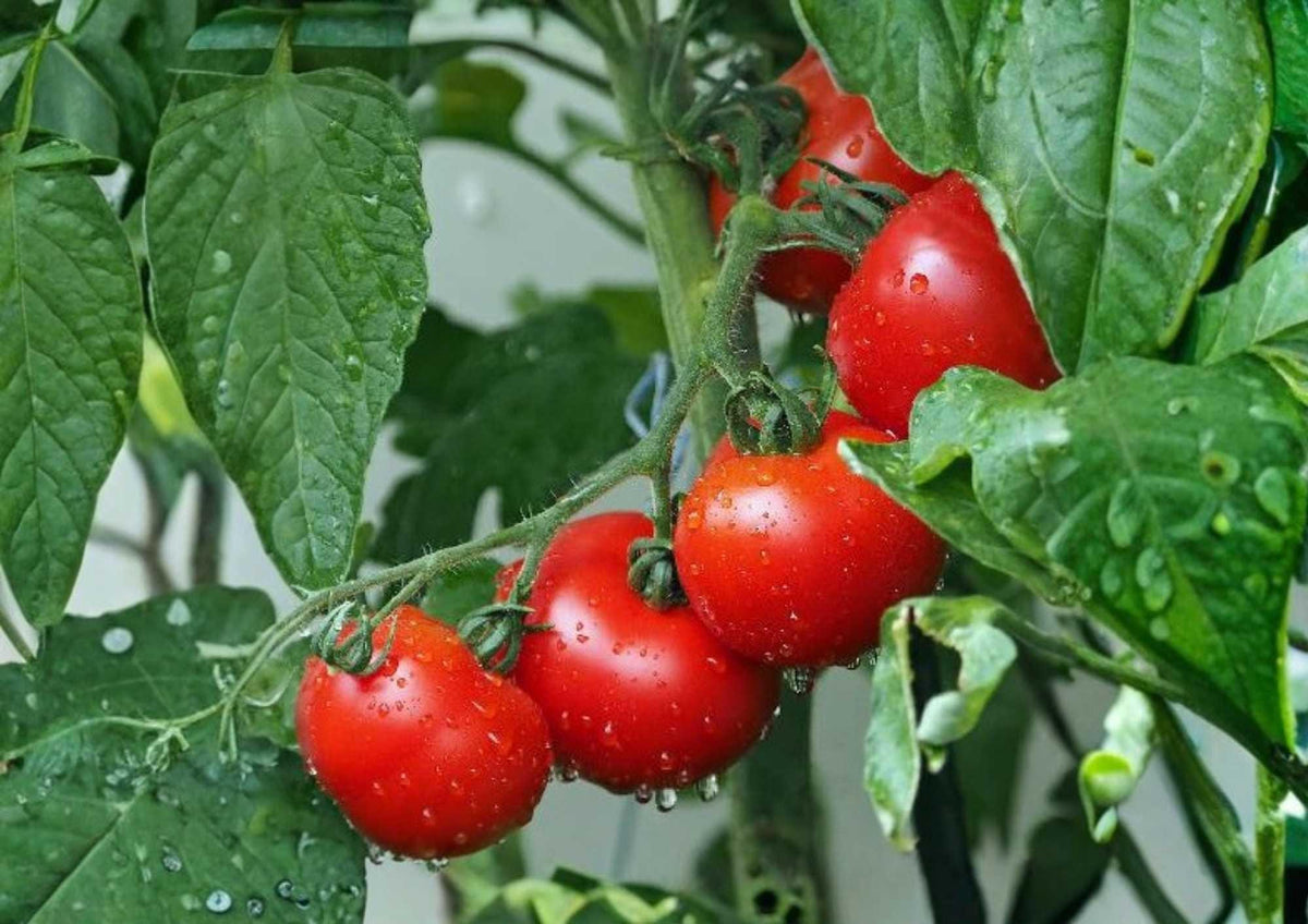 30+ Ace 55 Tomato Seeds, Heirloom Non-GMO Vegetable Seeds for Garden Planting, Red, Medium Size, Solanum lycopersicum