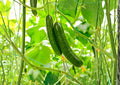 100+ Spacemaster 80 Cucumber Seeds Heirloom Non-GMO Compact Bush Vegetable Seeds for Container Gardening