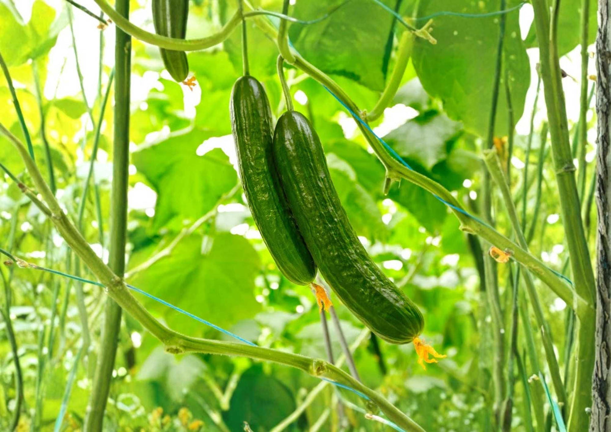100+ Spacemaster 80 Cucumber Seeds Heirloom Non-GMO Compact Bush Vegetable Seeds for Container Gardening