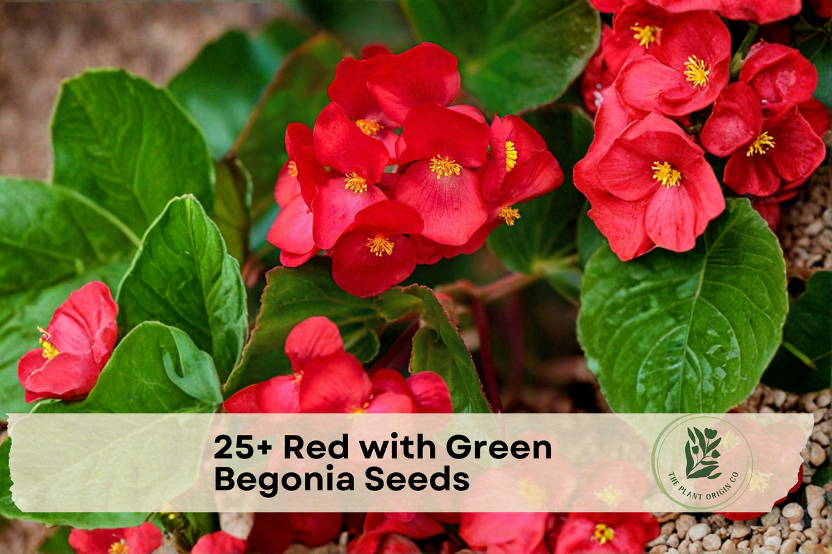 Red and Green Begonia Seeds – Flowering Ornamental Plant for Containers & Shade Gardens, Begonia spp.