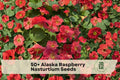 Raspberry Nasturtium Seeds, Trailing Flowering Plant, Alaska Tropaeolum majus, Container & Garden Bed Plant