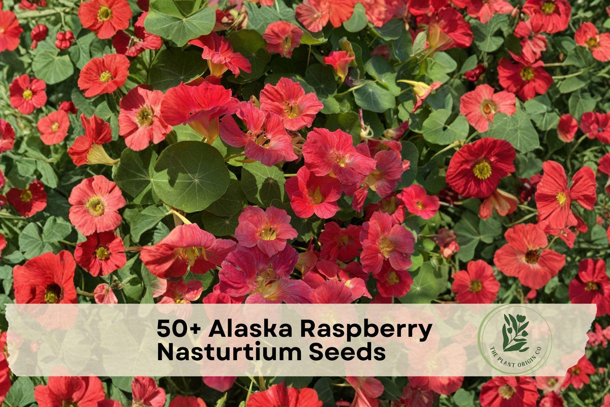 Raspberry Nasturtium Seeds, Trailing Flowering Plant, Alaska Tropaeolum majus, Container & Garden Bed Plant