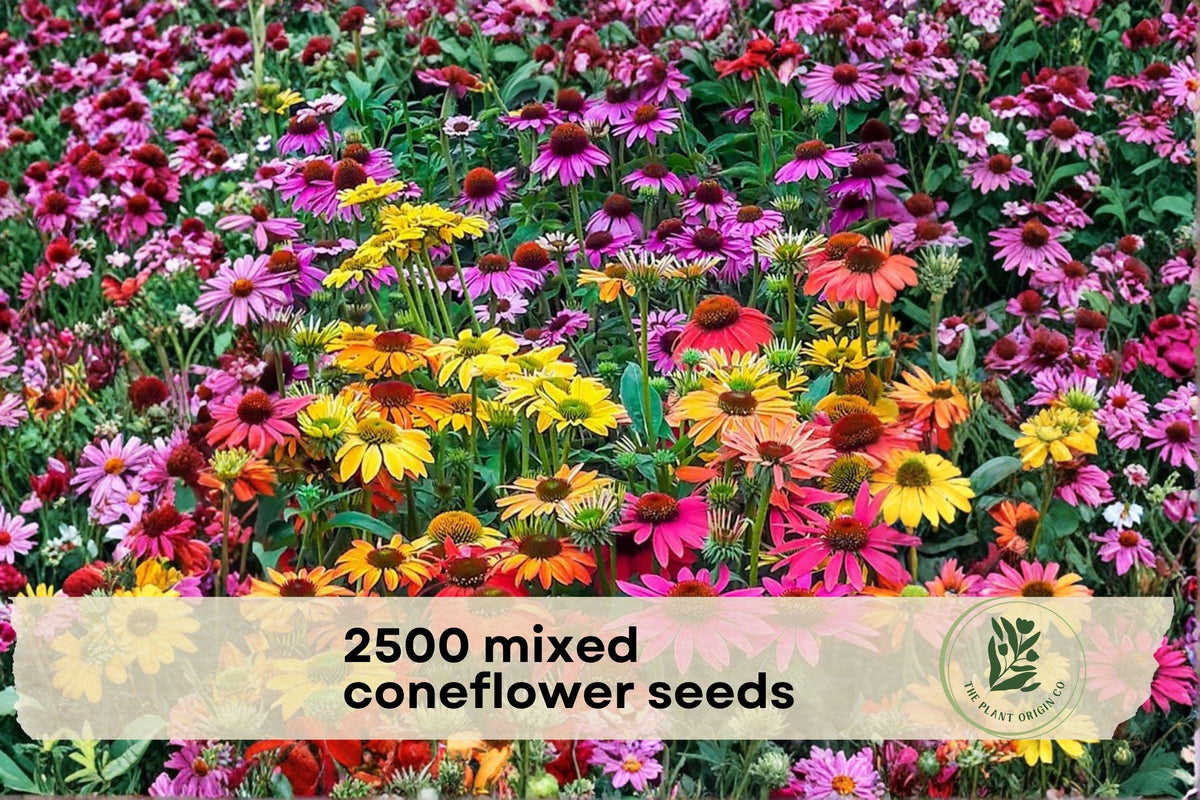 2500 Mixed Coneflower Seeds Echinacea spp. Wildflower Pollinator Garden Seeds for Bees Butterflies