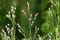 Beaked Panicgrass Seeds 100 Pack | Native Woodland Grass, Panicum anceps, Erosion Control & Wildlife Habitat